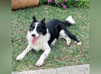 Dacapo (Spanien) – ein sanfter Senior sucht ein liebevolles Zuhause