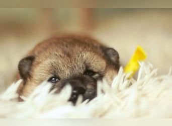 Schöne rote Shiba inu Welpen MEI, MIKA, MASARU mit FCI dokumenten