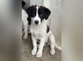 Zenzi, geb. ca. 01/2025, lebt in GRIECHENLAND, im städt. Tierheim Serres
