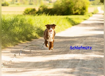Australian Shepherd Welpen Rüden, ASCA