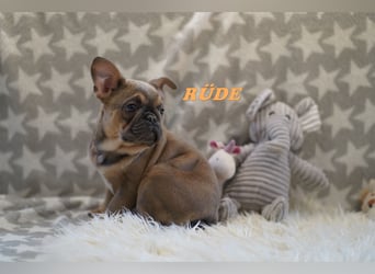 Bezaubernde  & Freiatmende Französische Bulldogge Babys auf Familiensuche