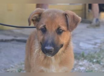 Sunny, ein verspieltes Hundekind auf der Suche nach einem Zuhause fürs Leben