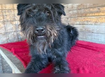 Oskar, Schnauzer-Mix, Rüde, geb. am 15.04.2021, 53 cm, 15 kg