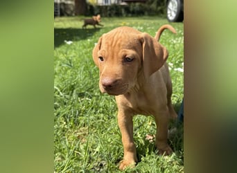 Wunderschöner reinrassiger Vizsla Welpe