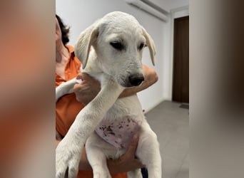 Nestor - DRINGEND Zuhause oder Pflegestelle gesucht - kleine Pfötchen