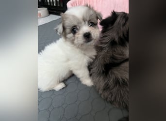Maltipoo - Welpen - Rüden und Hündin