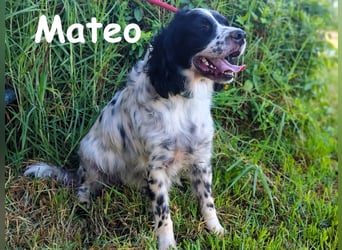 Mateo 06/2020 (ESP) - sehr sozialer und anhänglicher Bretonischer Spaniel!