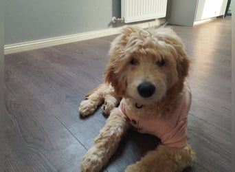 Wunderschöne Labradoodle Welpen, dürfen jetzt ausziehen!