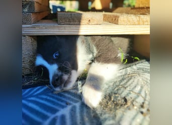 Sheltie 's wahre Seelenhunde