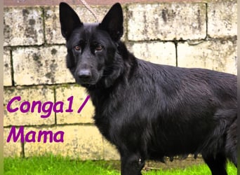 Bruno9 11/2024 (ESP) - sportlicher Malinois-Schäferhund-Mix Welpe!