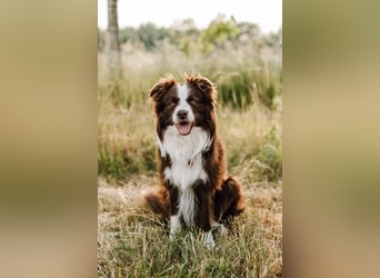 Wurf Ankündigung,  reinrassige Border Collie Welpen mit Papieren!!