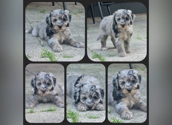 Australiandoodle - Traumwelpen aus langjähriger Familienaufzucht. KEINE Arbeitslinie.