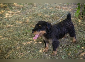 Eliot: Sucht ein Zuhause