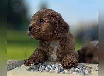 Exklusive Maltipoo Welpen im Red Apricot in Liebevolle Hände abzugeben Malteser/Pudel
