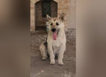 Ludwig der treue Hundekumpel