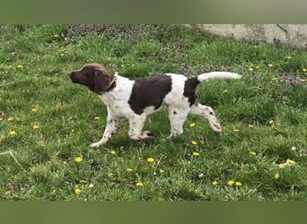 Kleine Münsterlander Welpen