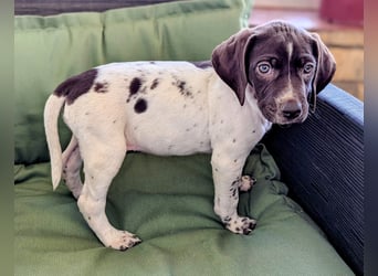 Süße Cookie sucht eine Familie