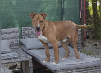 SILVESTER ca. 2 J. Beagle-Foxterriermixrüde, aktiv