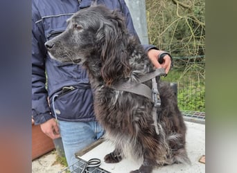 Blue - ruhiger, freundlicher Traumsetter