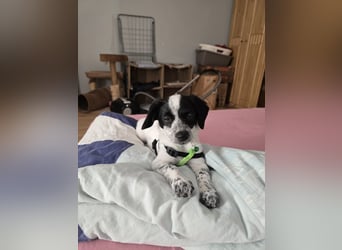Mia wünscht sich ein Zuhause