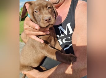 Zuckersüße Reinrassige Labrador Welpen suchen liebevolles Zuhause!