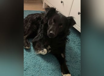 Hütehund Mischling Daios sucht eine liebe Familie