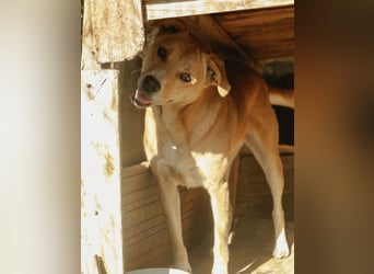 HUNNY, Hündin, 7 Jahre, 53cm, Mischling, Tierschutz