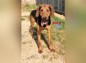 Dora,geb.05/23,liebes,blindes Brackenmädchen sucht ihre Familie