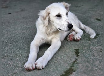 Paolo: dankbarer, verschmuster Welpe
