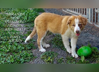 Border Collie-Welpen , black-,red-white und red-merle