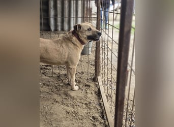 Ledi LM - Kuschelbedürftige Hundedame mit großem Herzen