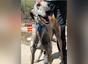 Yoko,geb.09/2020,ruhiges,unkompliziertes Galgo Mädel sucht ihre Familie