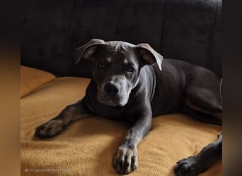 Süße Labradorwalmaraner/ American bully (pocket) Mix