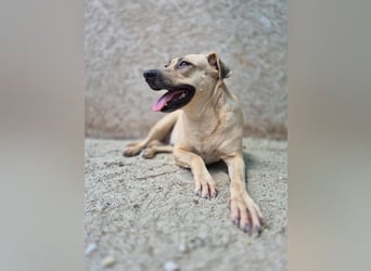 MELINA, Hündin, 3 Jahre, 48 cm, Mischling, Tierschutz