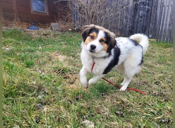 Charlie- ein liebevoller Kokoni-Mix sucht sein Zuhause