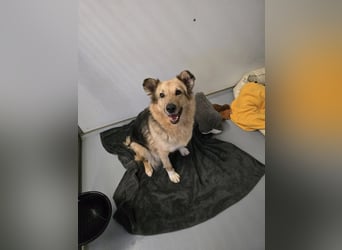 Ruhige Alicia sucht ihre Menschen