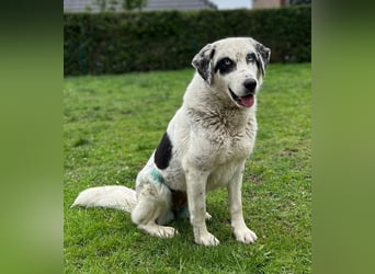 Snow, geb. ca. 06/2023, lebt auf einer Pflegestelle in 47652 Weeze