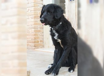 Manolo, Traumhund mit Handicap