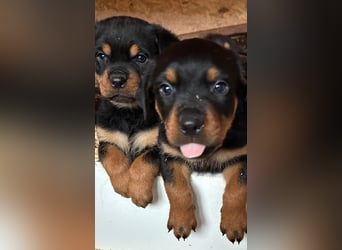 Rottweiler Welpen