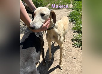 Muñeca 01/2019 (in Deutschland) - ausgeglichene und liebevolle, ganz besondere Galga!