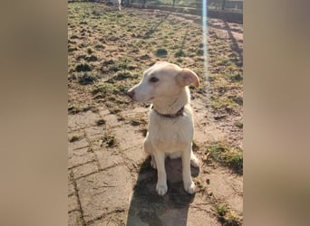 Hilde - wartet in der Eifel