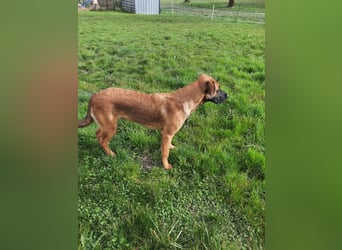 Schäferhund-Rodesien Ridgeback Michling  8 Monate