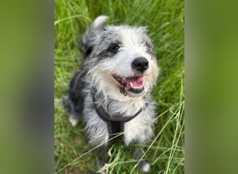 Sonnenschein Greta sucht aktives Zuhause