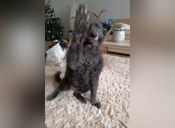 Teddy sucht ihr Happy End (56357 Pohl)