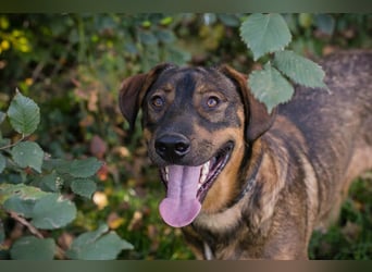 Freddy – Verspielter Entdecker sucht dich