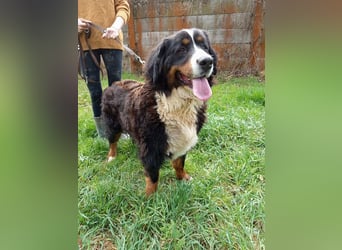 FRIDA - die freundliche, verspielte Hündin mag Menschen + Artgenossen und sucht ein neues Zuhause
