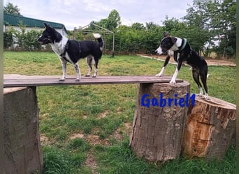 Gabriel1 10/2024 (in Deutschland) - geselliger, kluger und sportlicher junger Bodeguero-Mix!