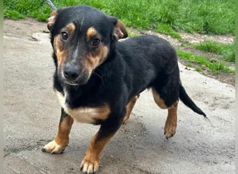 Dexter, geboren 01.08.2023, 34cm sucht sein Körbchen