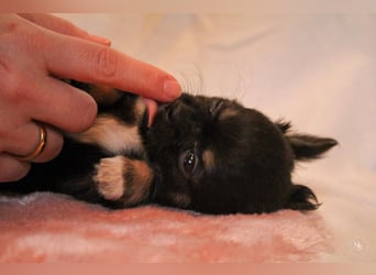 Chihuahuawelpen