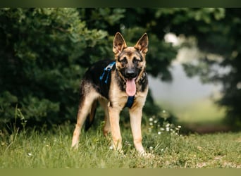 Verspielte Samantha sucht aktives Zuhause